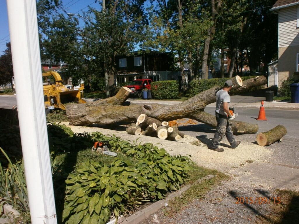 démontage d'arbre et taille des arbres apres tempete