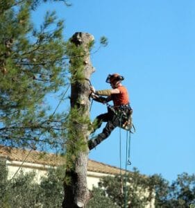 abattage d'arbre dangereux