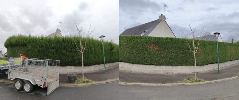 taille de haie