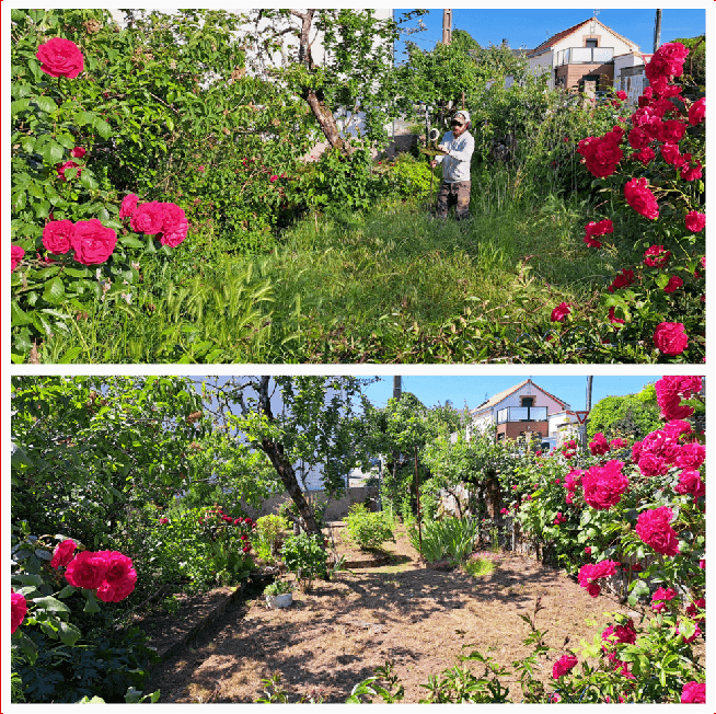mise en beauté d'un jardin été 2023