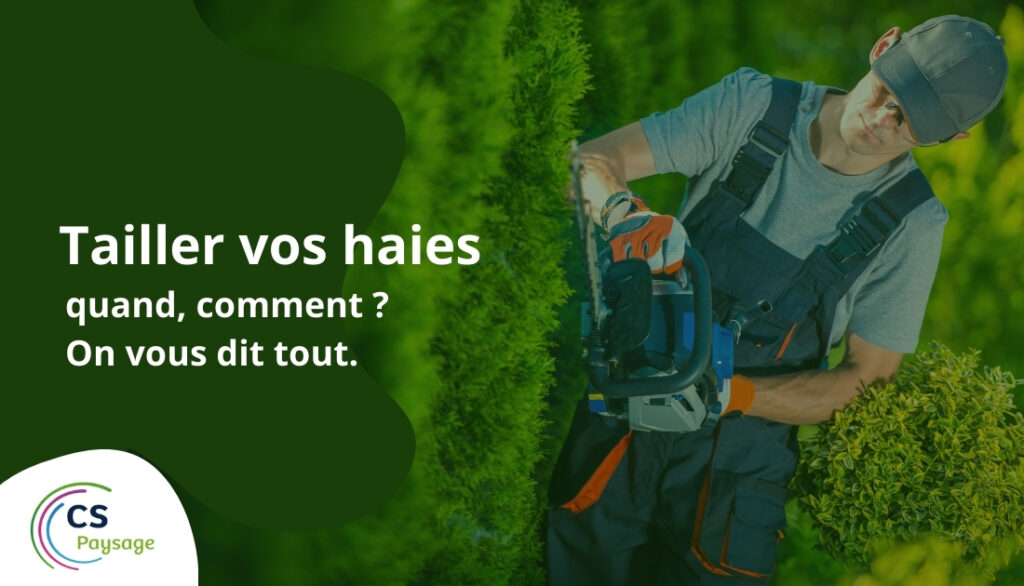 tailler vos haies - haies régulières - taille d'entretien 