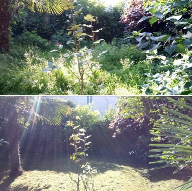 taille et remise en état de jardin