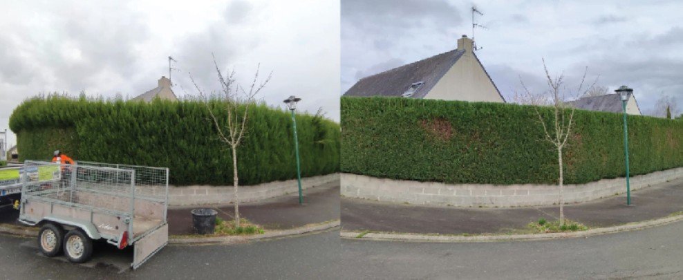 jardinier professionnel dans la taille des haies